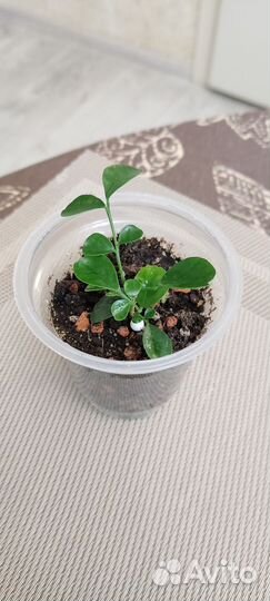 Мурайя метельчатая ароматно цветущее