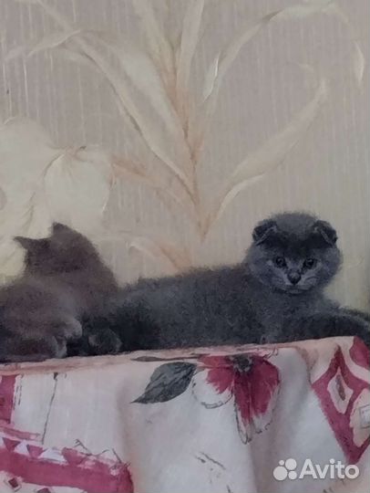 Британские котята