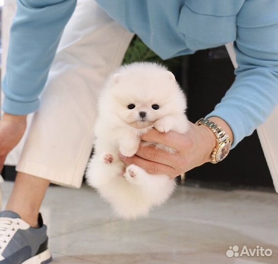 Померанский шпиц медвежьего типа мини размер