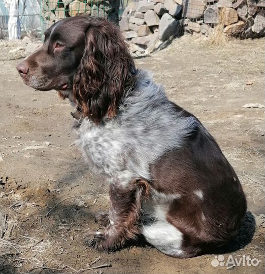 Русский охотничий спаниель.Красавик.Вязка