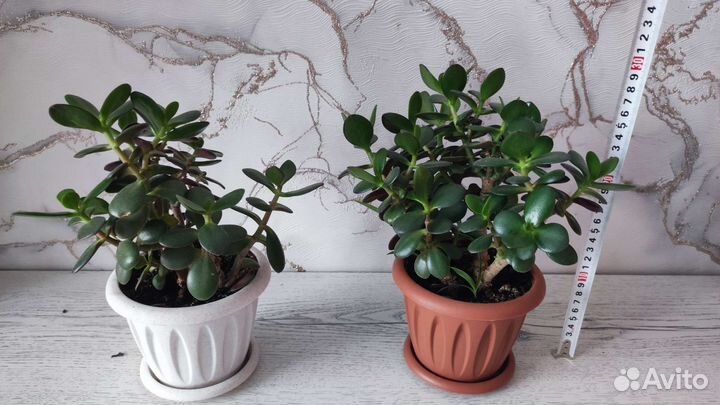 Комнатные растения Толстянка