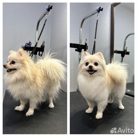 Стрижка собак