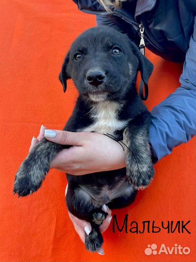 Собака в добрые руки