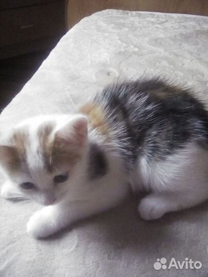 Отдам в добрые руки