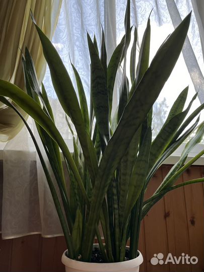 Сансевиерия