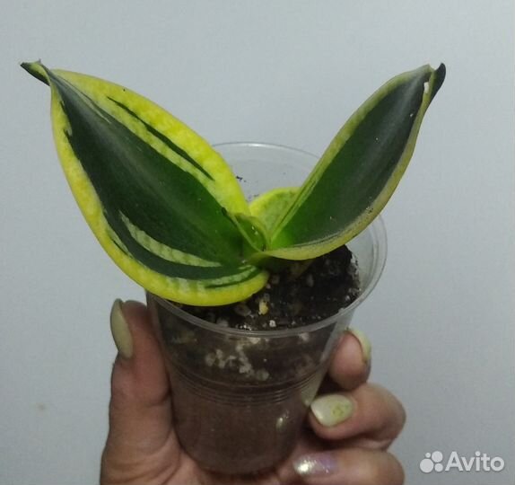 Сансевиерии ханни крео