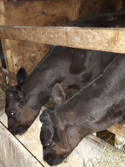 Бычки. Большое нагаткино