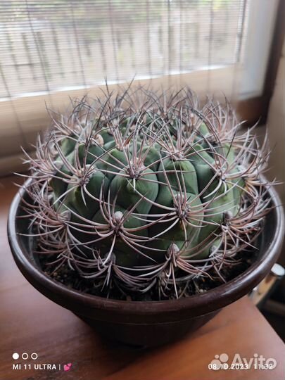 Сансевьерия, кактус