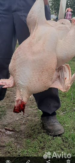 Продаются индюшата