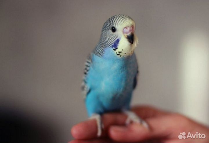 Волнистый попугай с клеткой