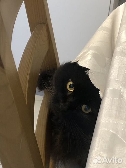 Домашние животные кошки