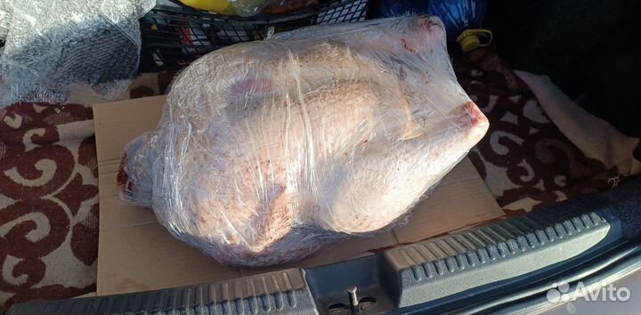 Индейка домашняя