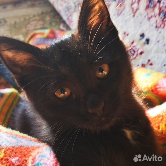 Молодой котик в добрые руки (котик)