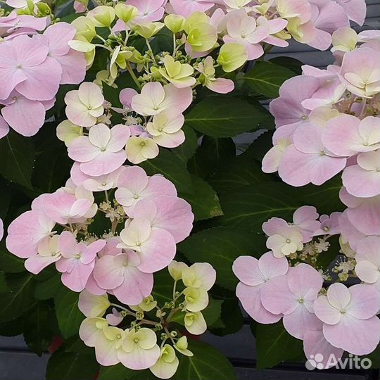 Гортензия крупнолистная