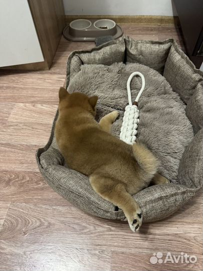 Собака сиба ину