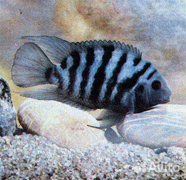 Нимфея тигровая красная, Пистия