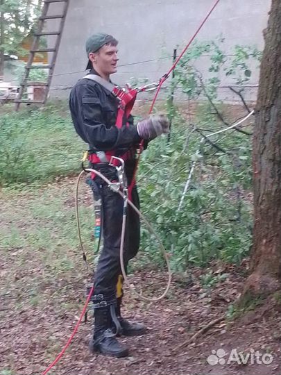 Спил и удаление деревьев любой сложности