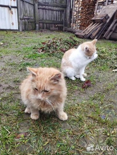 Ищем семью, возьми нас