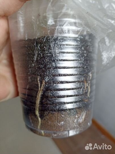 Саженцы винограда