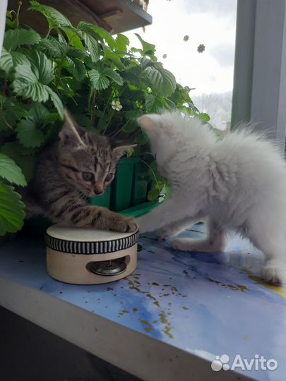 Кошки в добрые руки