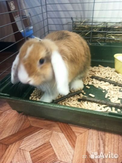 Декоративные кролики