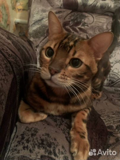 Отдам в добрые руки