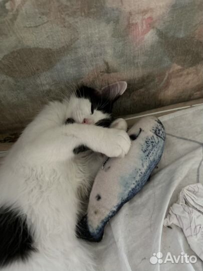 Отдам в добрые руки котенка