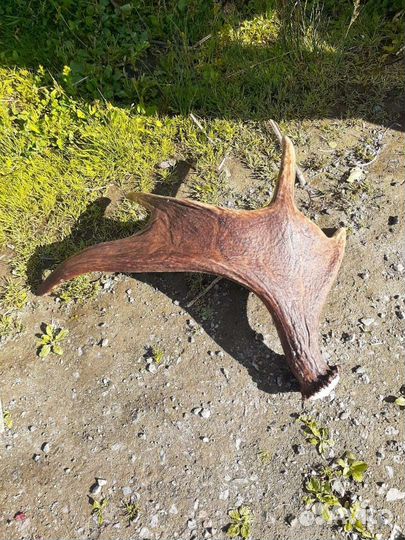 Продам рога лося