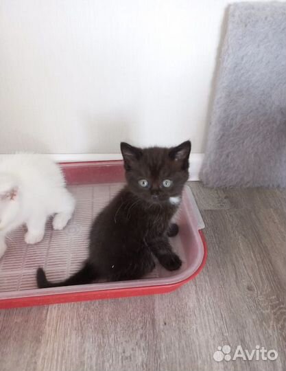 Котенок девочка в добрые руки