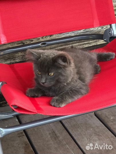 Домашние животные котята