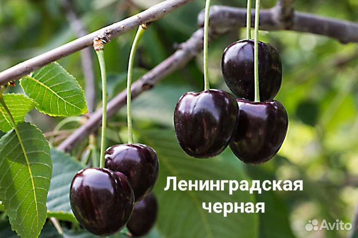 Черешня разные сорта зкс
