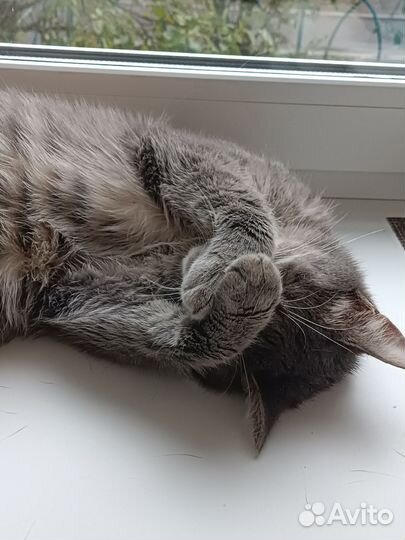 Отдам кота в добрые руки