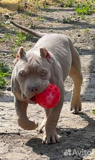 Американский булли xl