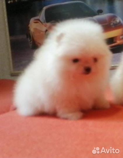 Щенки шпица