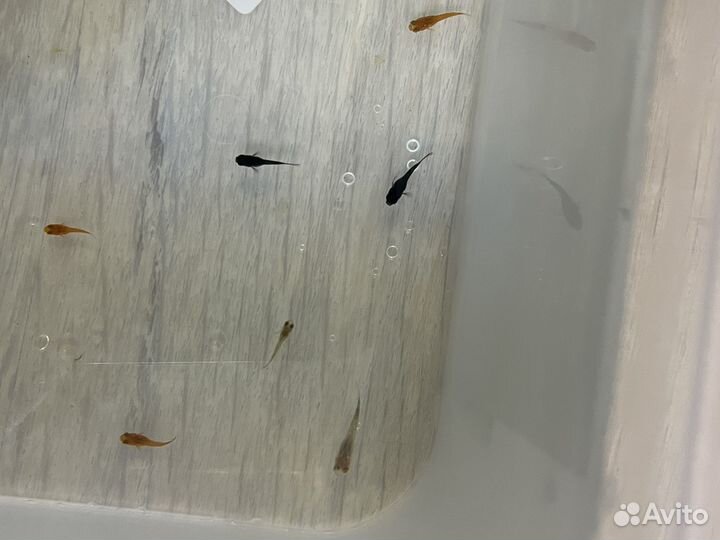 Все для аквариума