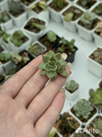 Суккуленты