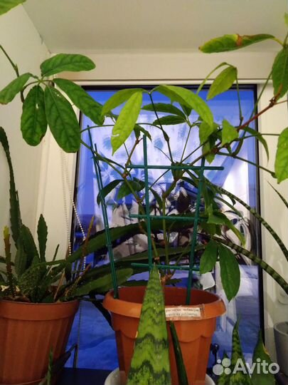 Тетрастигма, лиана