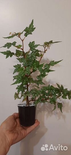 Каудексные мини бегонии, Читайте текст объявления