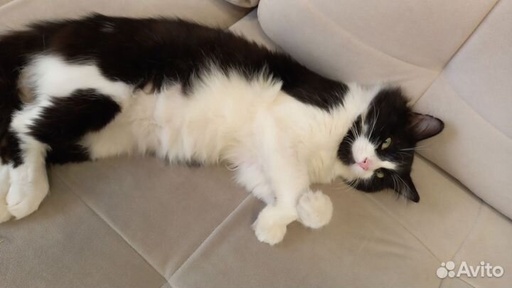 Кот