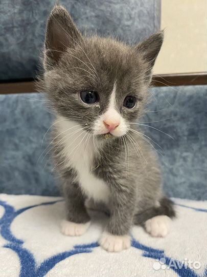 Котята бесплатно