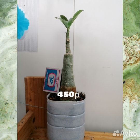 Адениум прививка