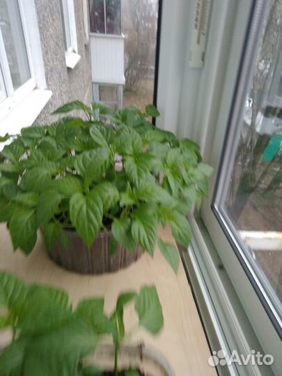 Рассада перца