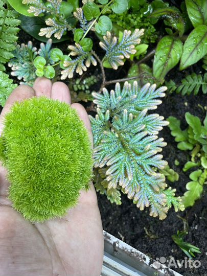 Растение для флорариума