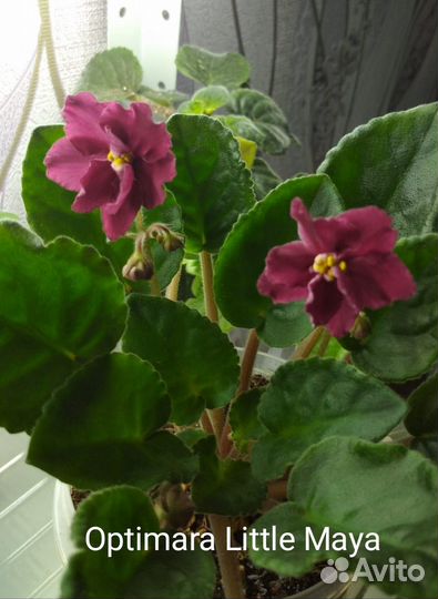 Сортовые фиалки