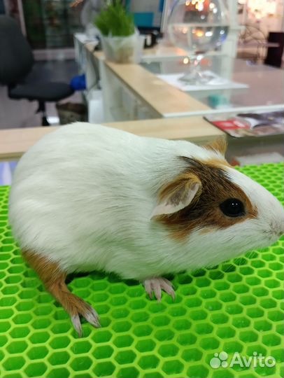 Морская свинка