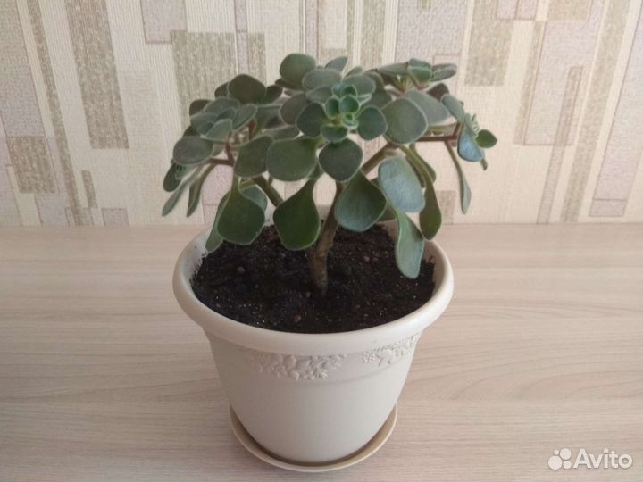 Хлорофитум кудрявый