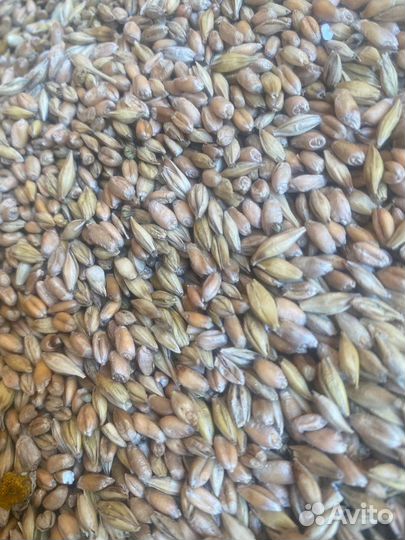 Пшеница,ячмень