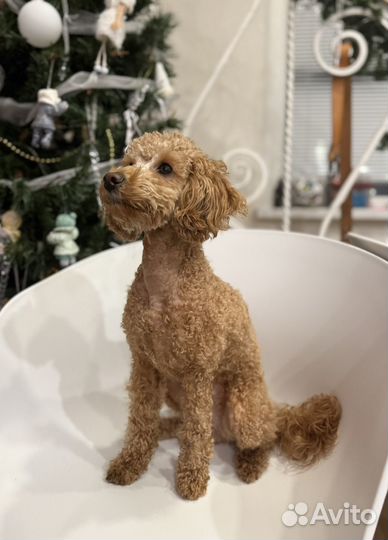 Той пудель подрощенный девочка