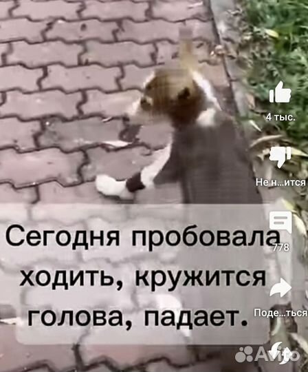 Щенок. Помочь