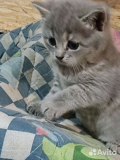 Кошки в добрые руки